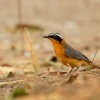 Drozdik belobrvy - Cossypha heuglini - White-browed Robin-chat o1407